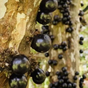 Total Control 24 ingrediants 1 Myrciaria Jaboticaba